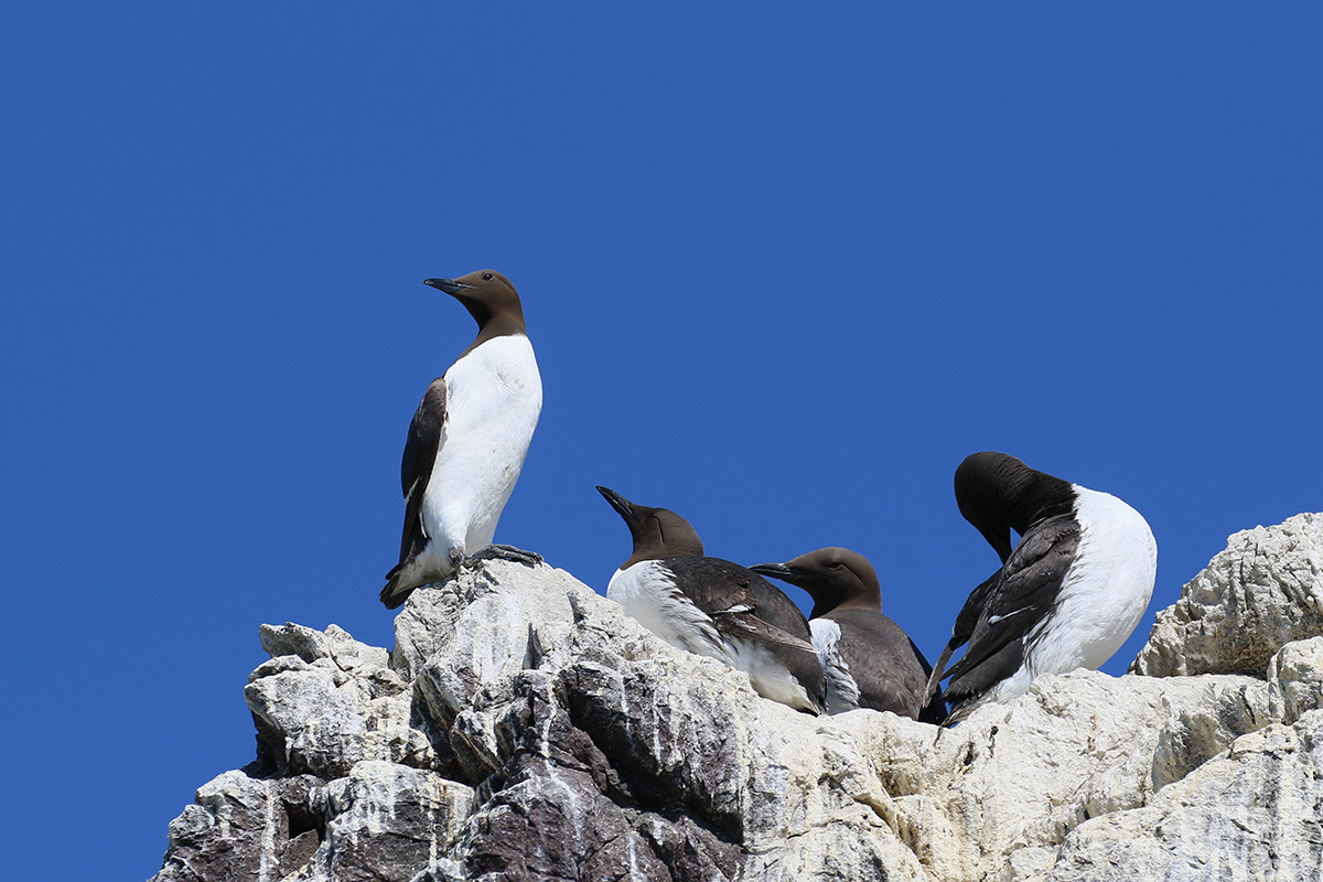 Zeekoet - Farne Islands